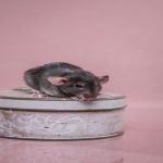 Managing Rat Infestations: Proven Pest Control Methods