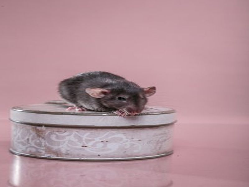 Managing Rat Infestations: Proven Pest Control Methods